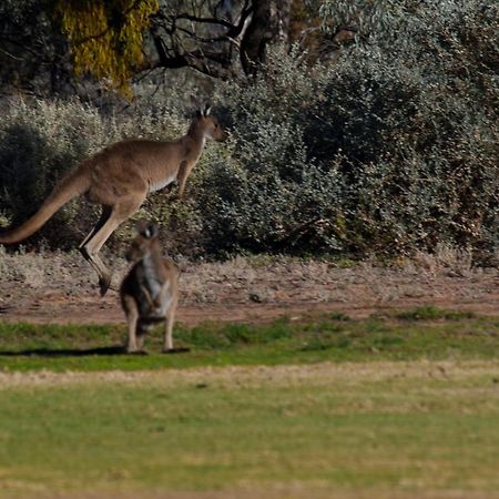 Renmark Country Club Exterior foto