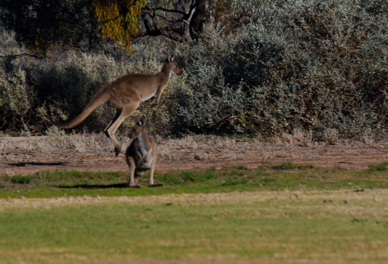 Renmark Country Club Exterior foto